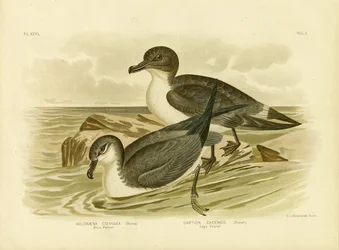 ブルーペトレル、1891